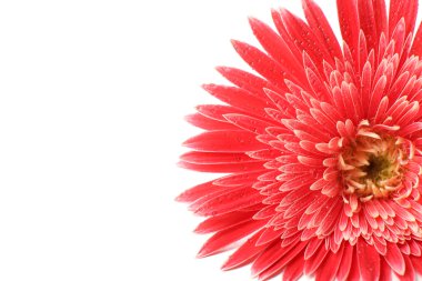 damla üzerinde beyaz izole güzel gerbera