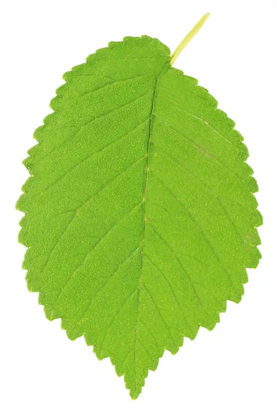 Feuille verte isolée sur blanc — Photo