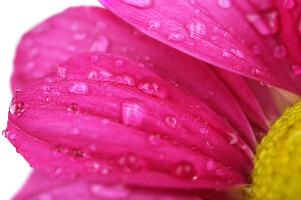 Gotas de agua sobre pétalos de crisantemo, primer plano — Foto de Stock