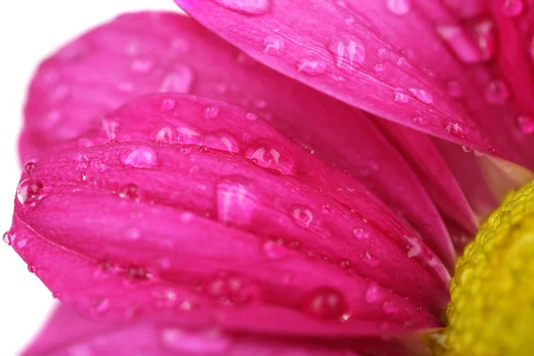 水滴在菊花的花瓣，特写 — 图库照片