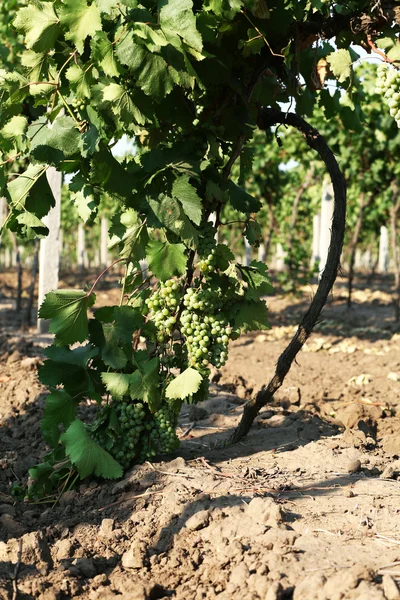 Plantação de uva no verão — Fotografia de Stock