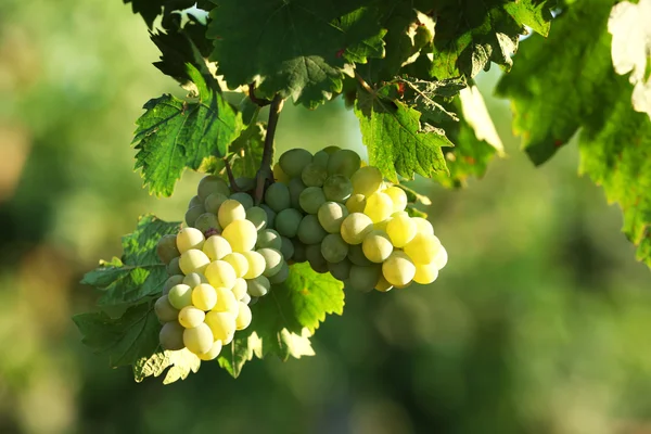 Спелые гроздья винограда на плантации крупным планом — стоковое фото