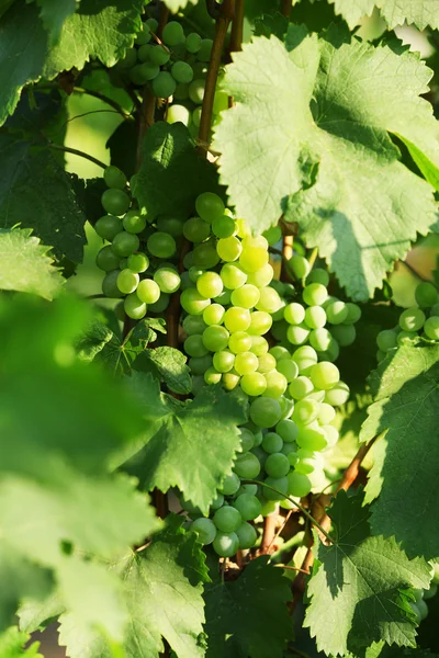 Bunches of ripe grape on plantation closeup — Stock Photo, Image