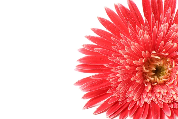 Bela gerbera com gotas isoladas em branco — Fotografia de Stock