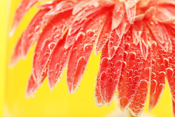 Bellissimo fiore in acqua frizzante — Foto Stock