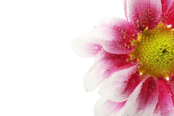 輝く水の美しい花 — ストック写真