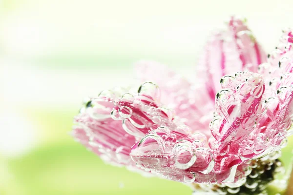 Bellissimo fiore in acqua frizzante — Foto Stock