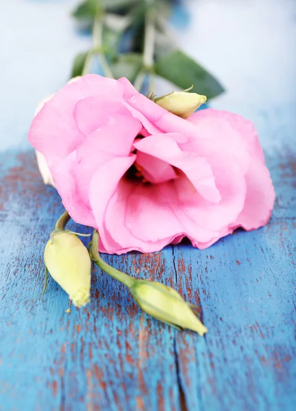 Flor de eustoma — Fotografia de Stock