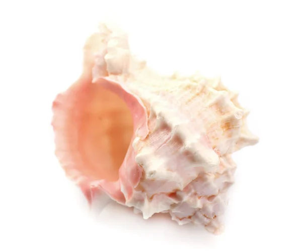 Single Seashell en blanco — Foto de Stock