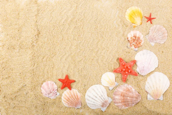 Different Seashells on sand — Stock Photo, Image