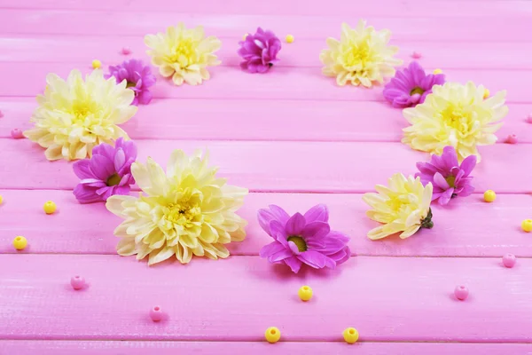 Beautiful chrysanthemum flowers on pink wooden background — Stock Photo, Image