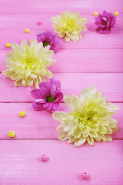 Hermosas flores de crisantemo sobre fondo de madera rosa —  Fotos de Stock