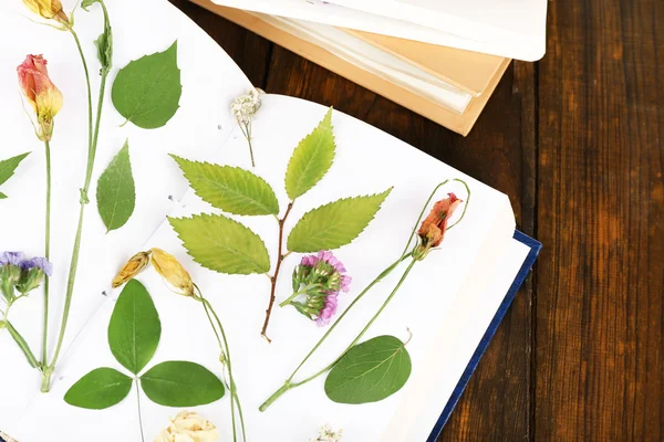 Secar las plantas en el cuaderno — Foto de Stock