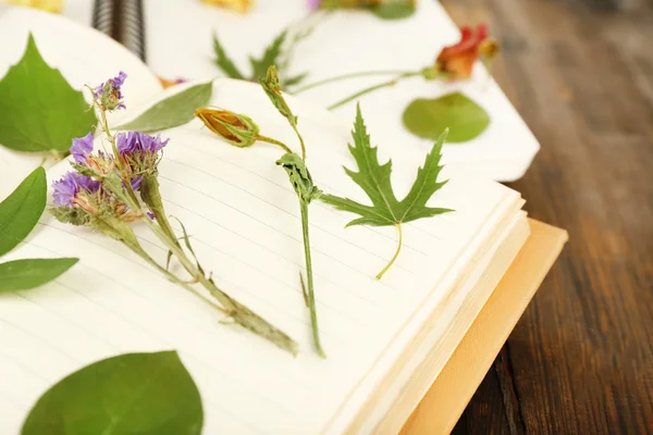 Asciugare le piante su notebook — Foto Stock