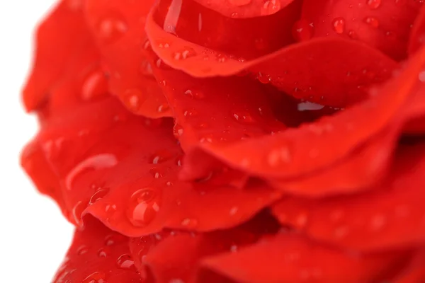 Drops on rose — Stock Photo, Image
