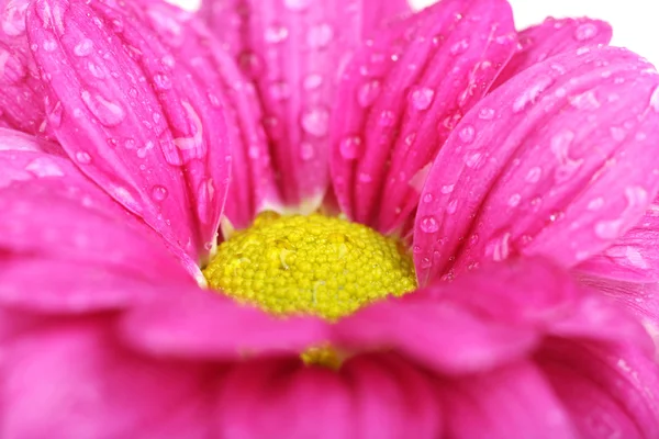 Drops on rose — Stock Photo, Image