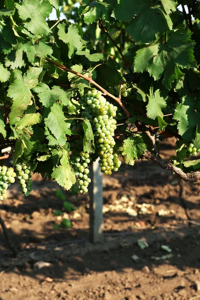 Ripe grape — Stock Photo, Image