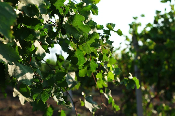 Plantação de uvas — Fotografia de Stock