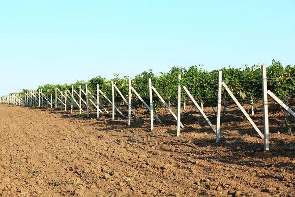 Grape plantation — Stock Photo, Image