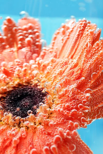 Flor en agua con gas —  Fotos de Stock