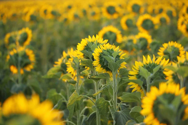 Mooie zonnebloemen veld — Stockfoto