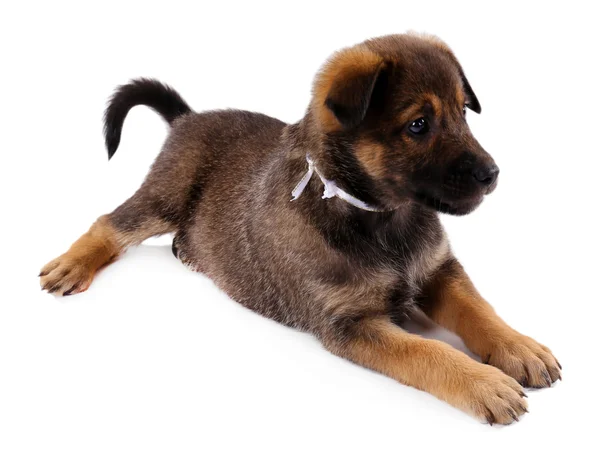 Filhote de cachorro engraçado em branco — Fotografia de Stock