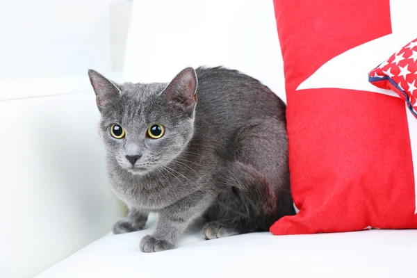 Grijze kat op sofa — Stockfoto