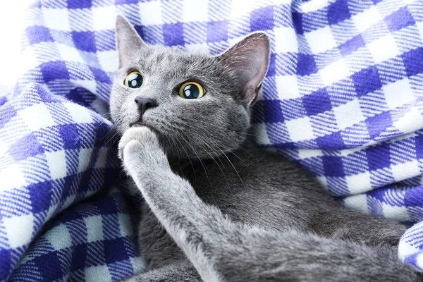 Кошка на фиолетовом одеяле — стоковое фото