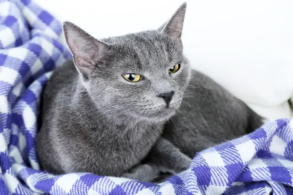 Katt på lilla teppe – stockfoto