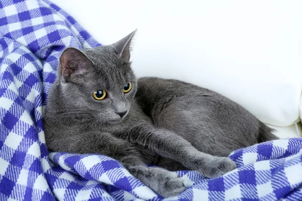 Gato en manta púrpura — Foto de Stock