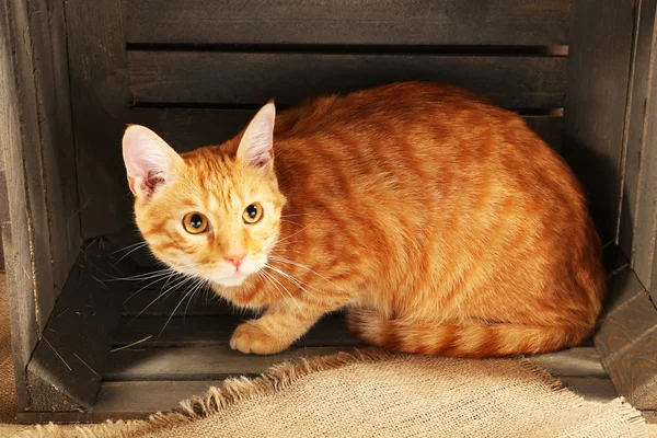 Red cat in box — Stock Photo, Image