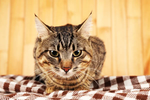 Katze auf Decke — Stockfoto