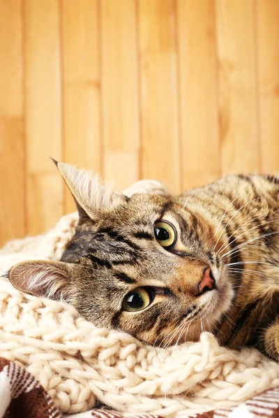 Cat in knitted scarf — Stock Photo, Image