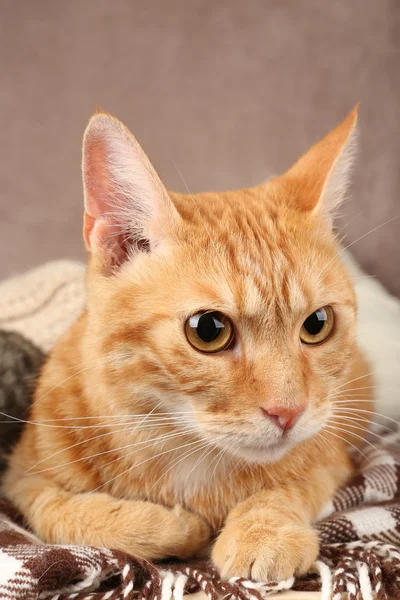 Cat on blanket — Stock Photo, Image