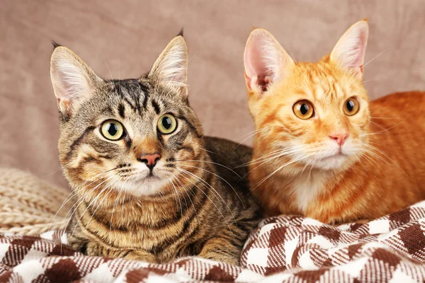 Две кошки на одеяле — стоковое фото