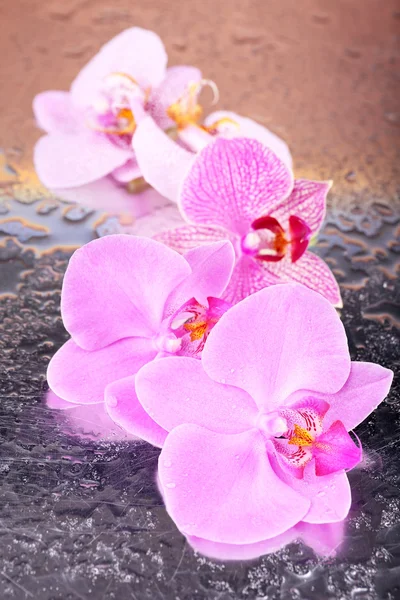 Fleurs tropicales d'orchidée — Photo