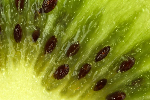 Kiwi close-up — Stockfoto