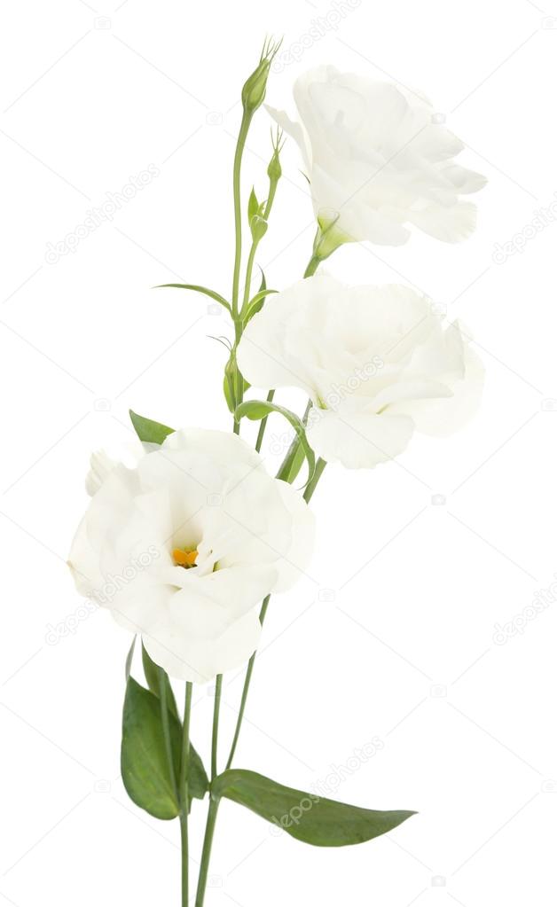 Beautiful eustoma flowers