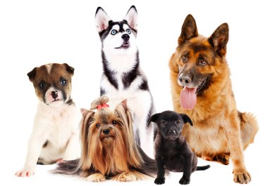 sevimli köpek