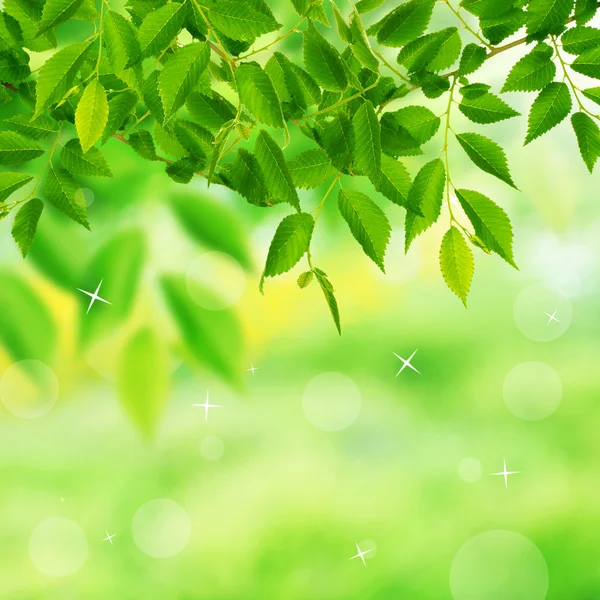 Ramita verde con hojas —  Fotos de Stock