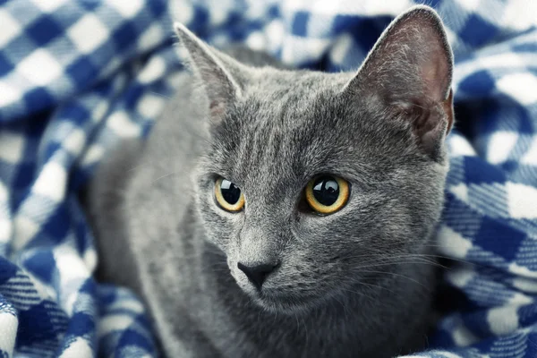 Kot na koc — Zdjęcie stockowe