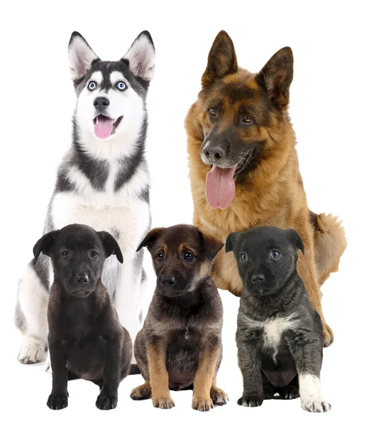 Cute dogs — Stock Photo, Image