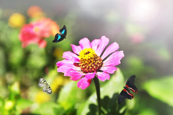 Smukke blomster - Stock-foto