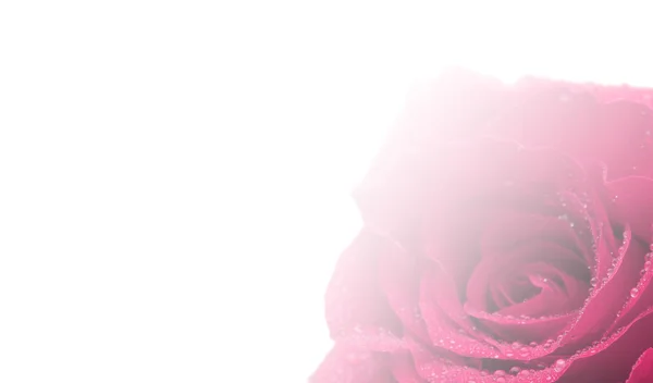 Schöne rosa Rose — Stockfoto