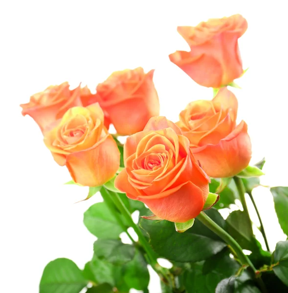 Schöne Rosen — Stockfoto