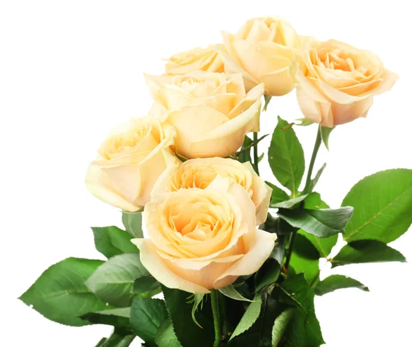 Beautiful roses — Stock Photo, Image