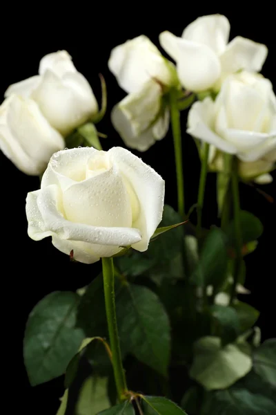 Beautiful roses — Stock Photo, Image