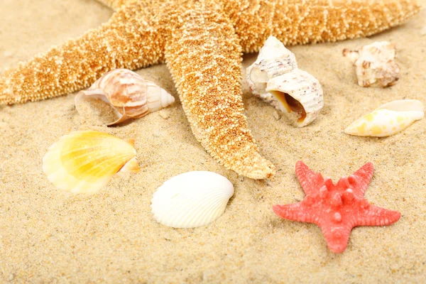 Seashells na areia, close-up — Fotografia de Stock