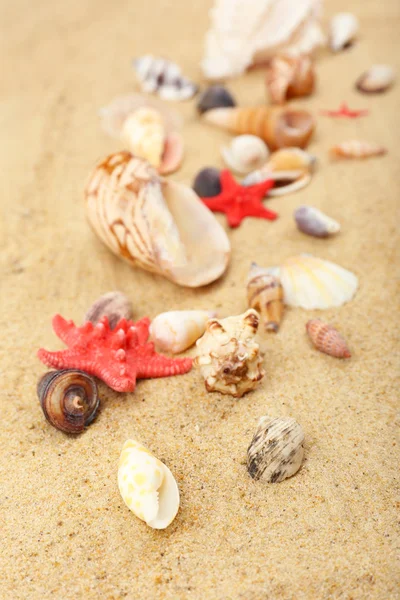 Cáscaras de mar sobre arena, primer plano —  Fotos de Stock