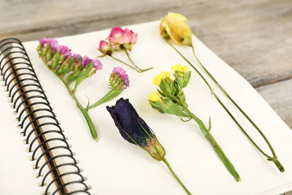 Secar las plantas en el cuaderno — Foto de Stock